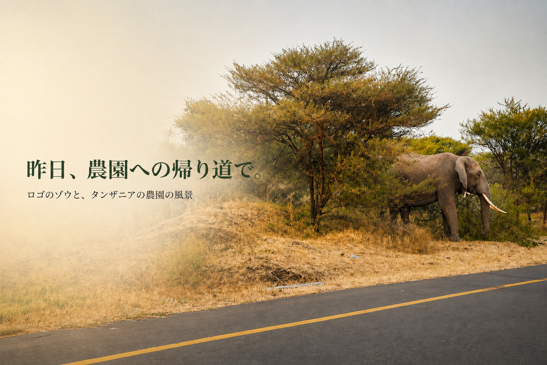 昨日、農園への帰り道で。ロゴのゾウと、タンザニアの農園の風景