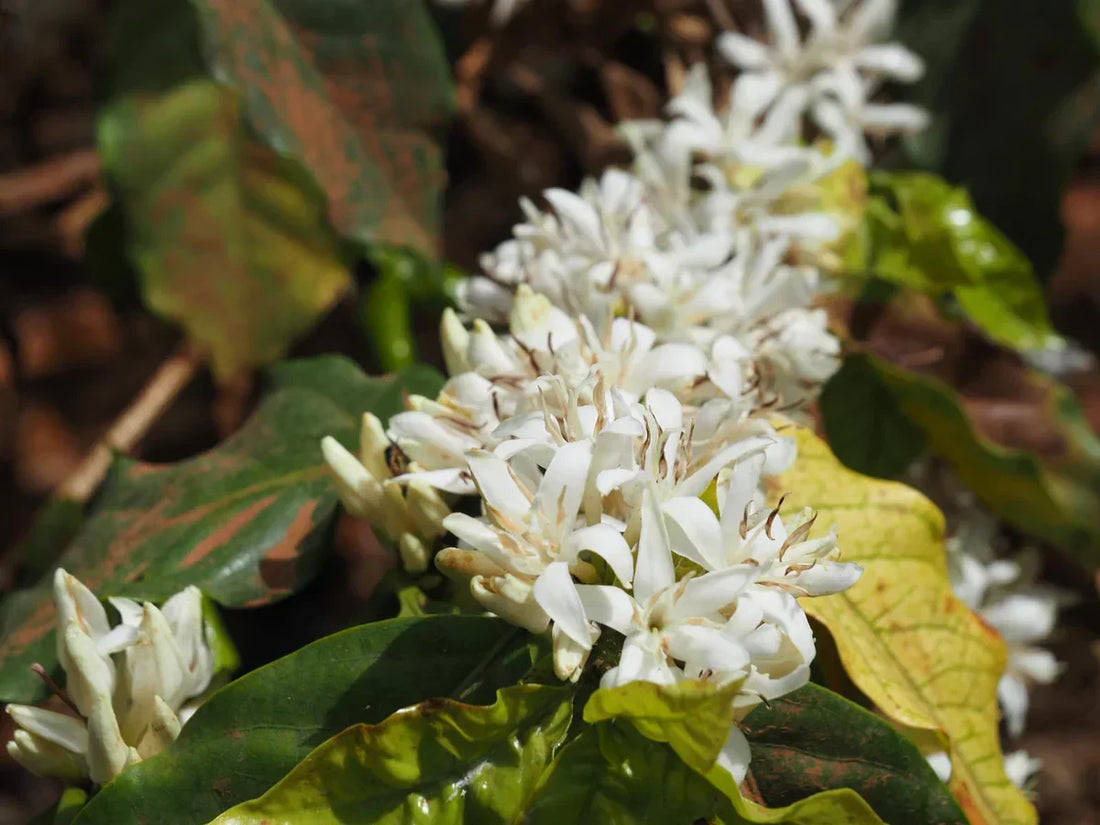 一瞬の輝き、幻の花。ここから“来年のコーヒー”が始まります。