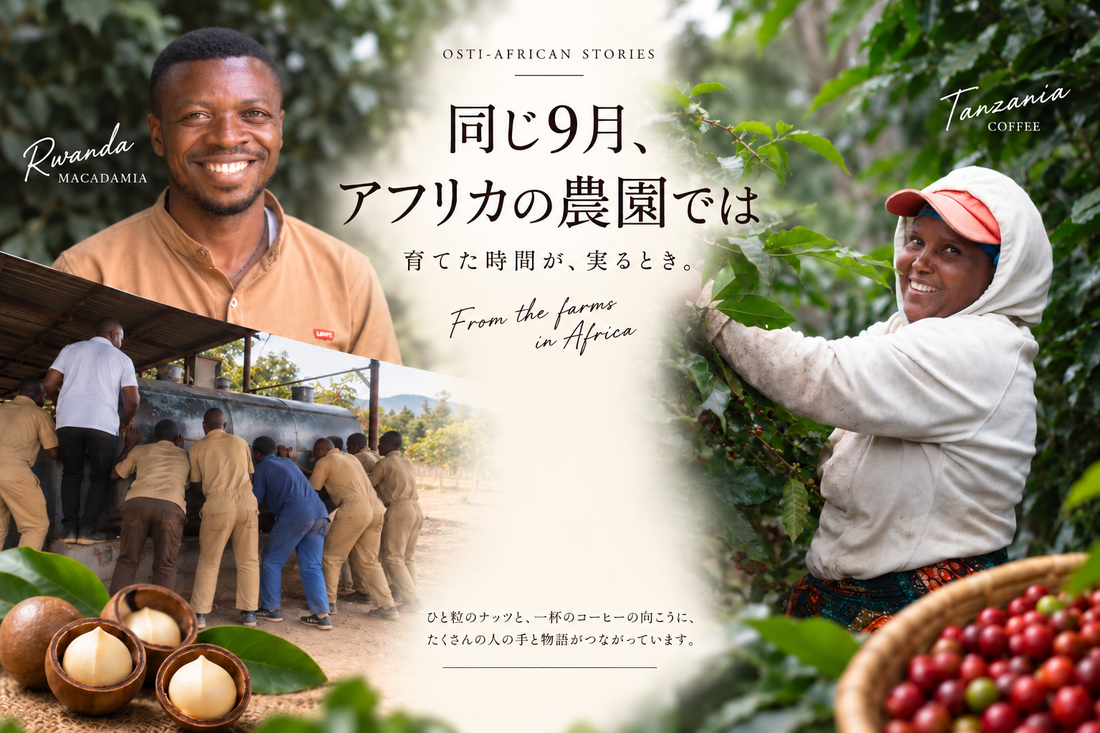 同じ9月、アフリカの農園では